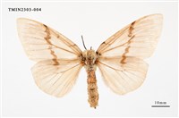 藏品(木毒蛾)的圖片